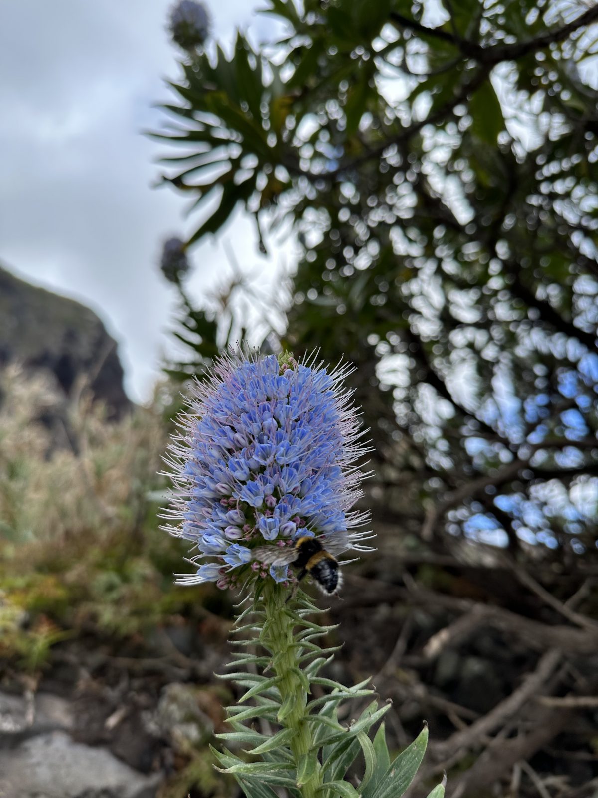 Auch zahlreiche Pflanzen wachsen entlang der Küste (Stichwort Blumeninsel) Eine Biene landet auf einer der zahlreichen Blumen Madeiras