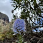 Eine Biene landet auf einer der zahlreichen Blumen Madeiras
