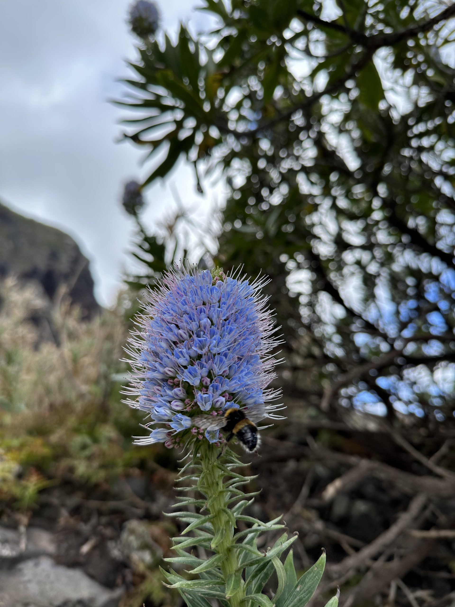 Eine Biene landet auf einer der zahlreichen Blumen Madeiras