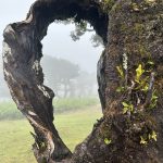 Lorbeerbaum in Fanal, Madeira