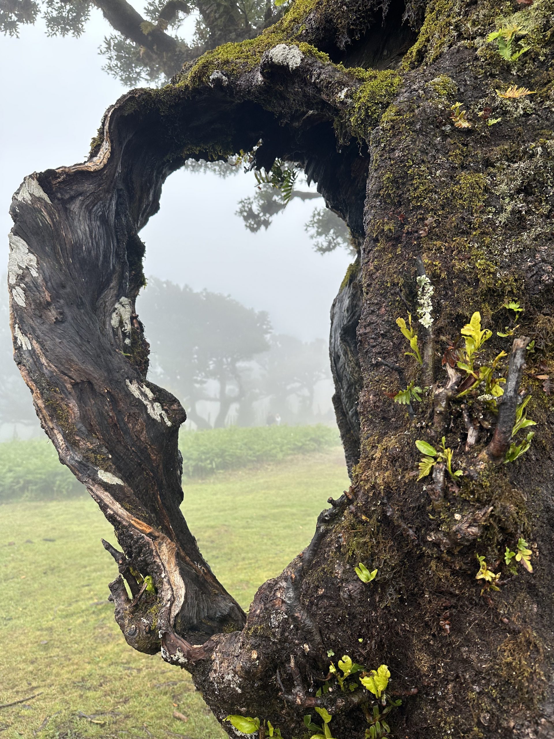Lorbeerbaum in Fanal, Madeira