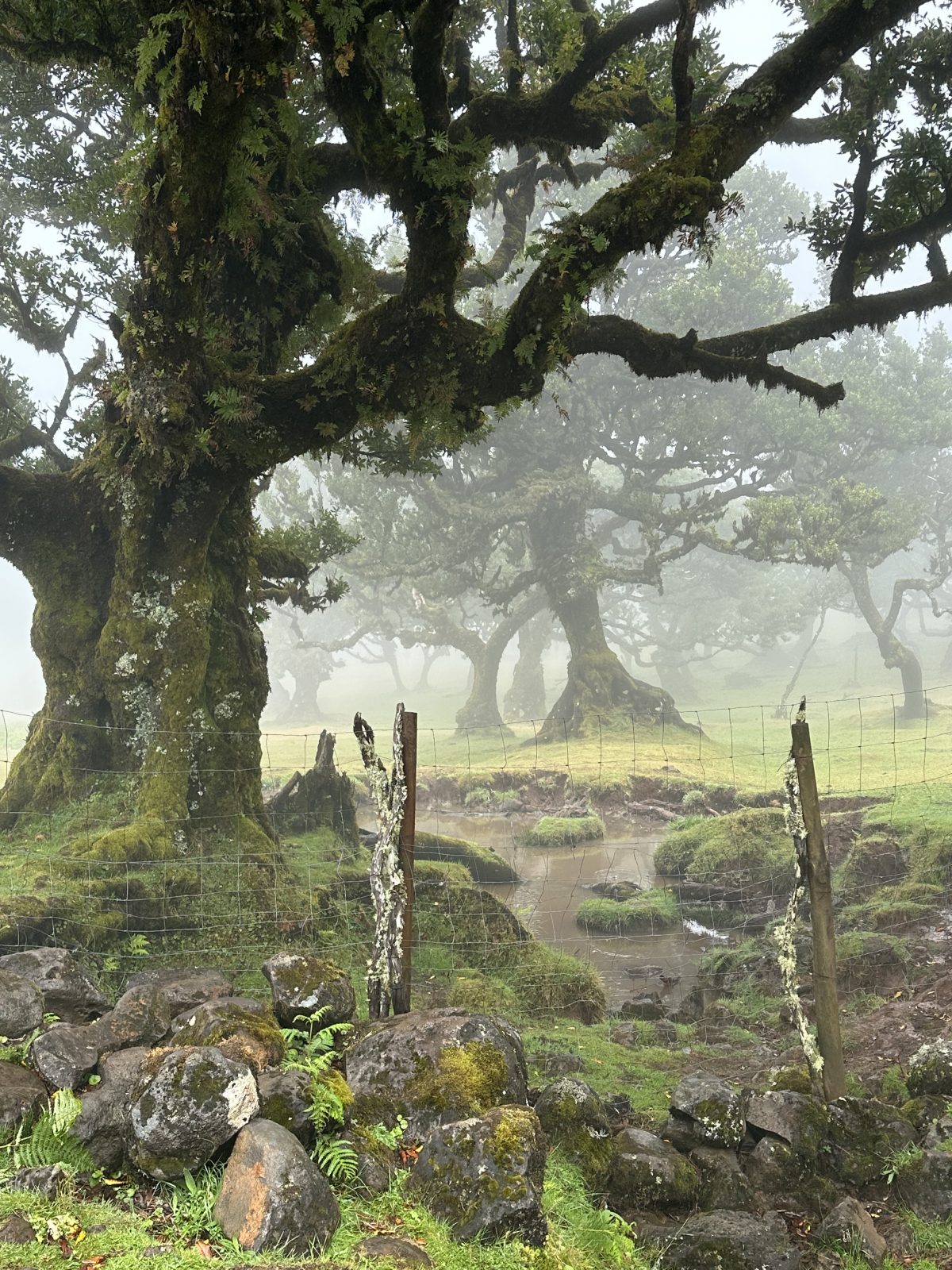 Der Lorbeer- oder Feenwald Fanal Lorbeer-Wald Fanal auf Madeira