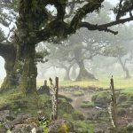 Lorbeer-Wald Fanal auf Madeira