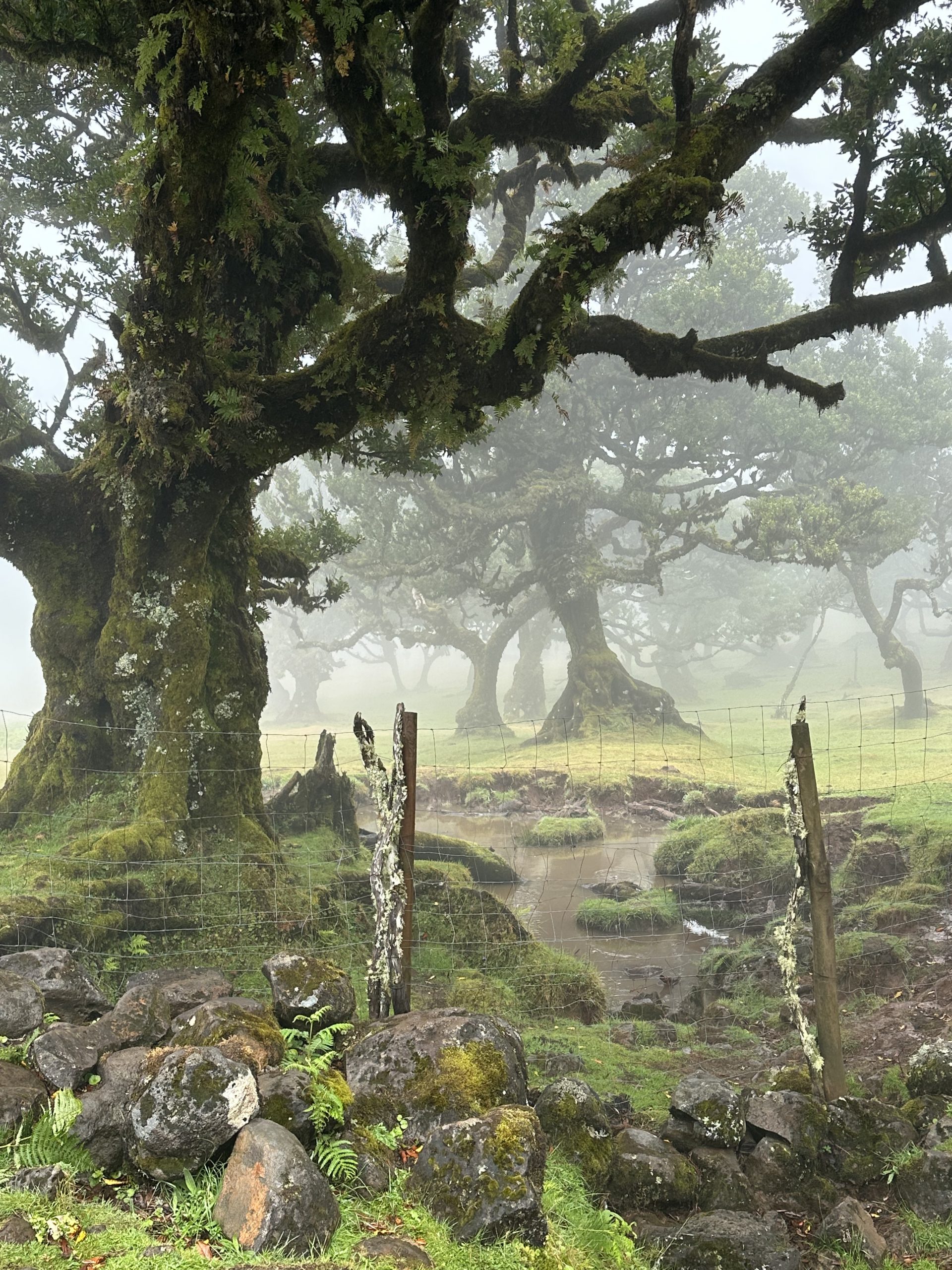 Lorbeer-Wald Fanal auf Madeira