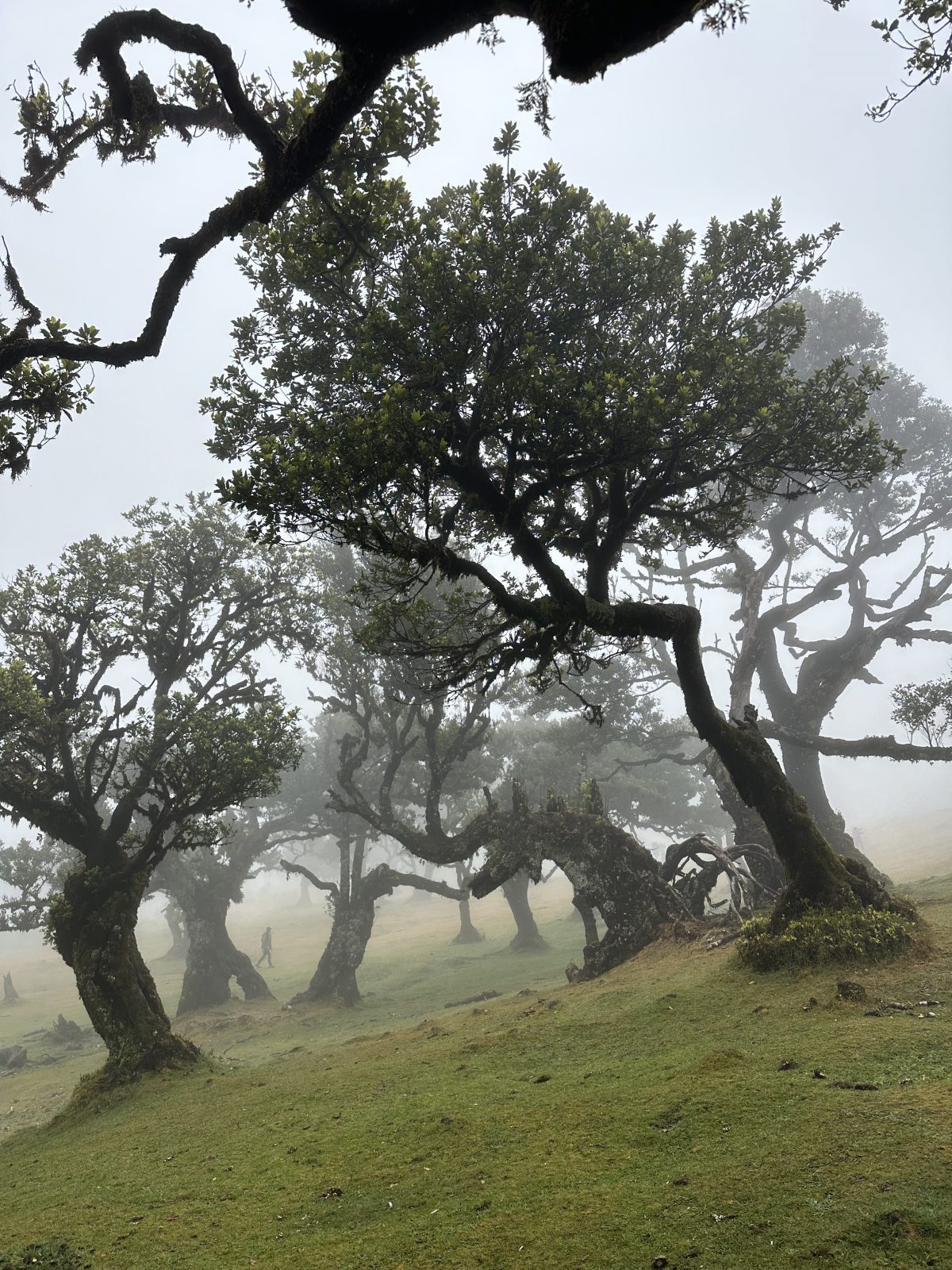 Wald von Fanal im Nebel