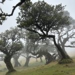 Wald von Fanal im Nebel