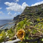 Blick auf das Meer und den Hafen von Calheta auf Madeira