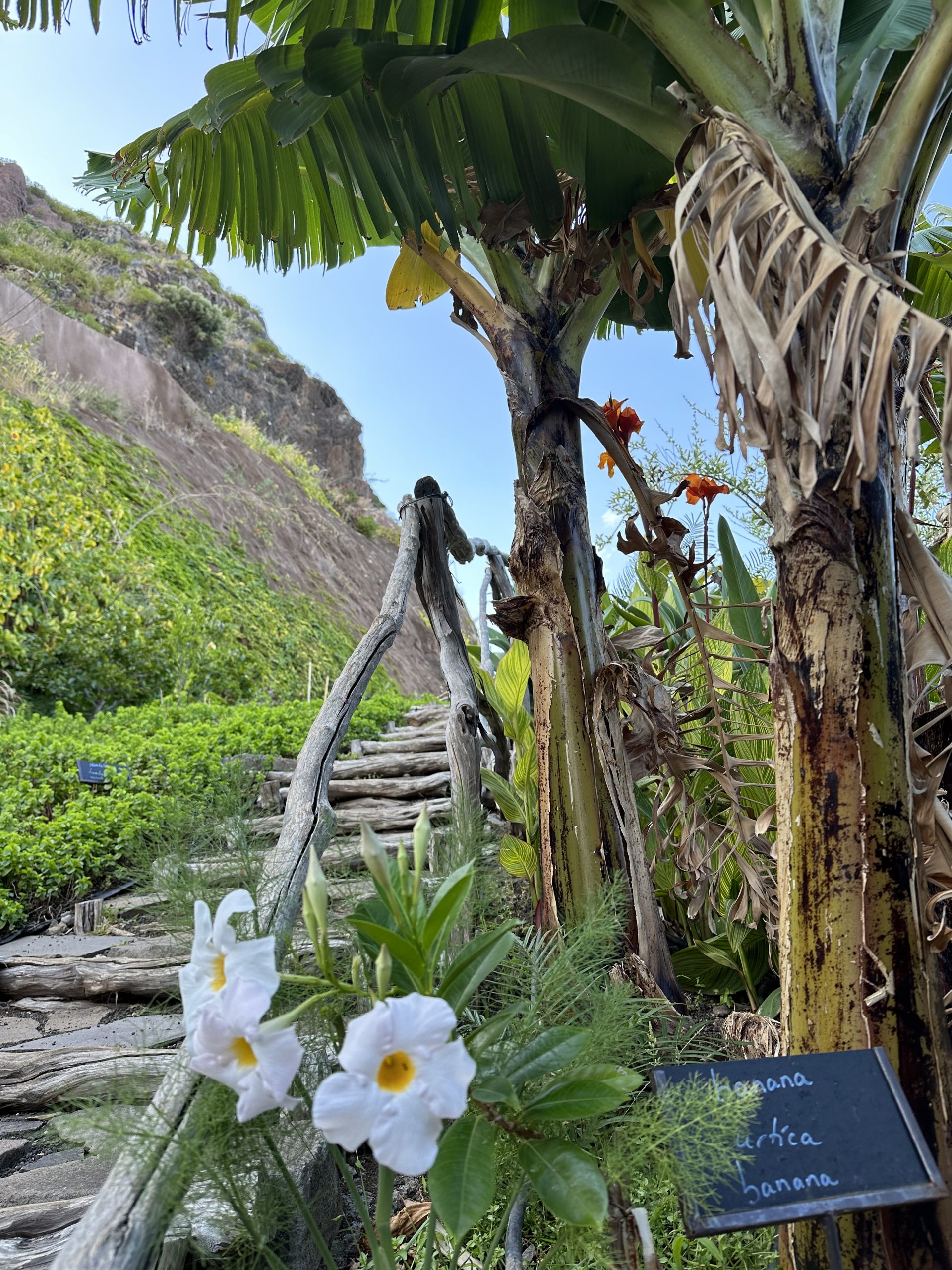 Blühender Garten des Hotels Saccharum auf Madeira