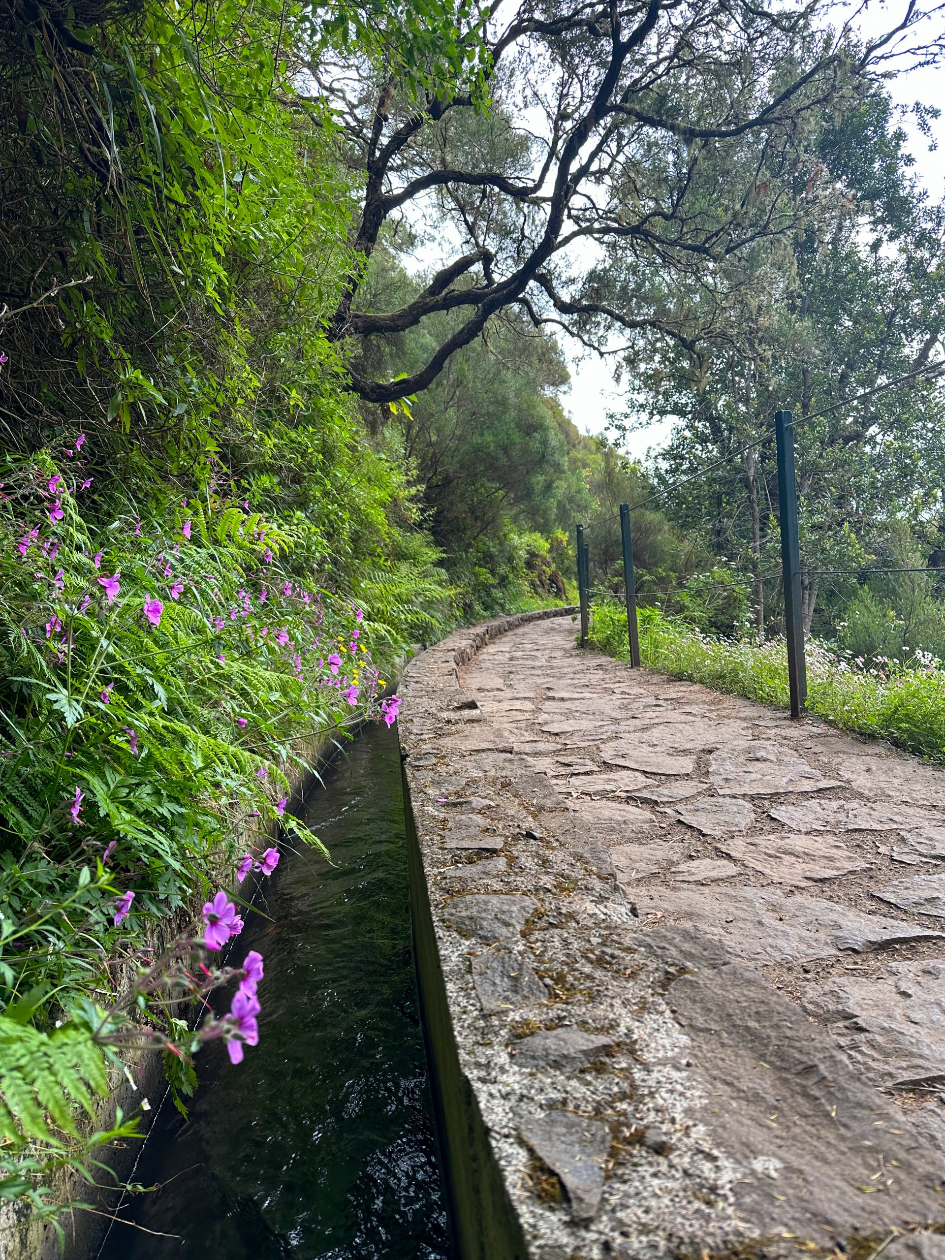 Levada auf Madeira