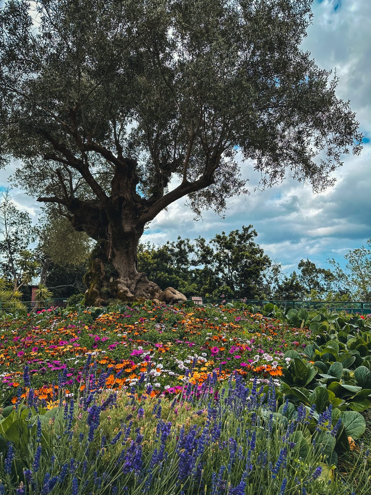 Der Monte Palace in Funchal ist ein traumhafter tropischer Garten Monte Palace auf Madeira