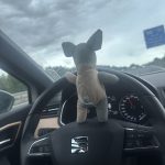 Kuscheltier im Auto