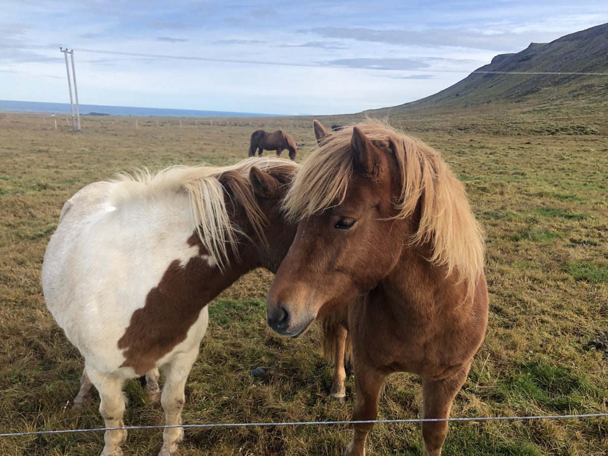 Islandpferde