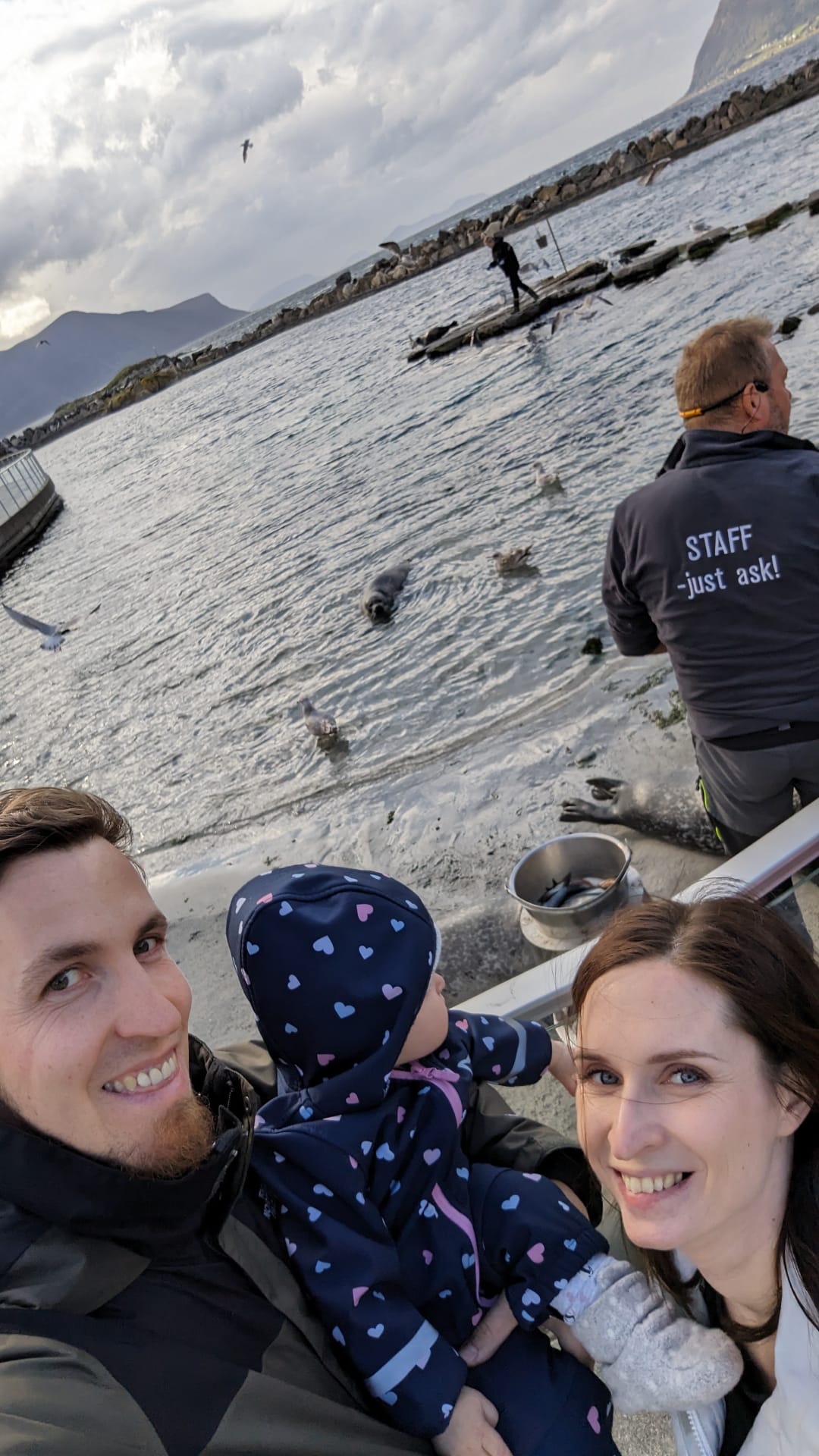 Die Robben leben in einer großen Bucht, hier bei der Fütterung zu sehen Mini Norwegen-Roadtrip für Familien