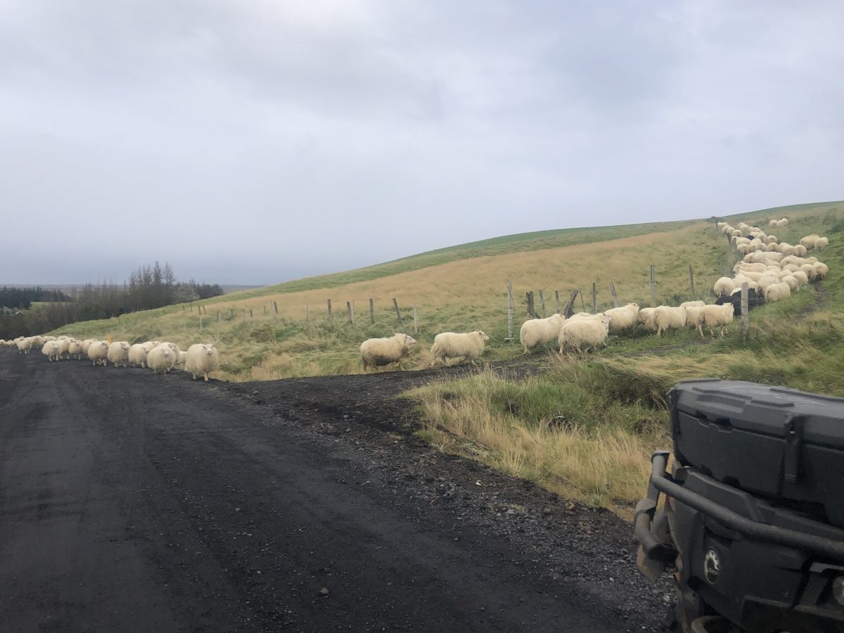 Island-Roadtrip entlang der Ringstraße