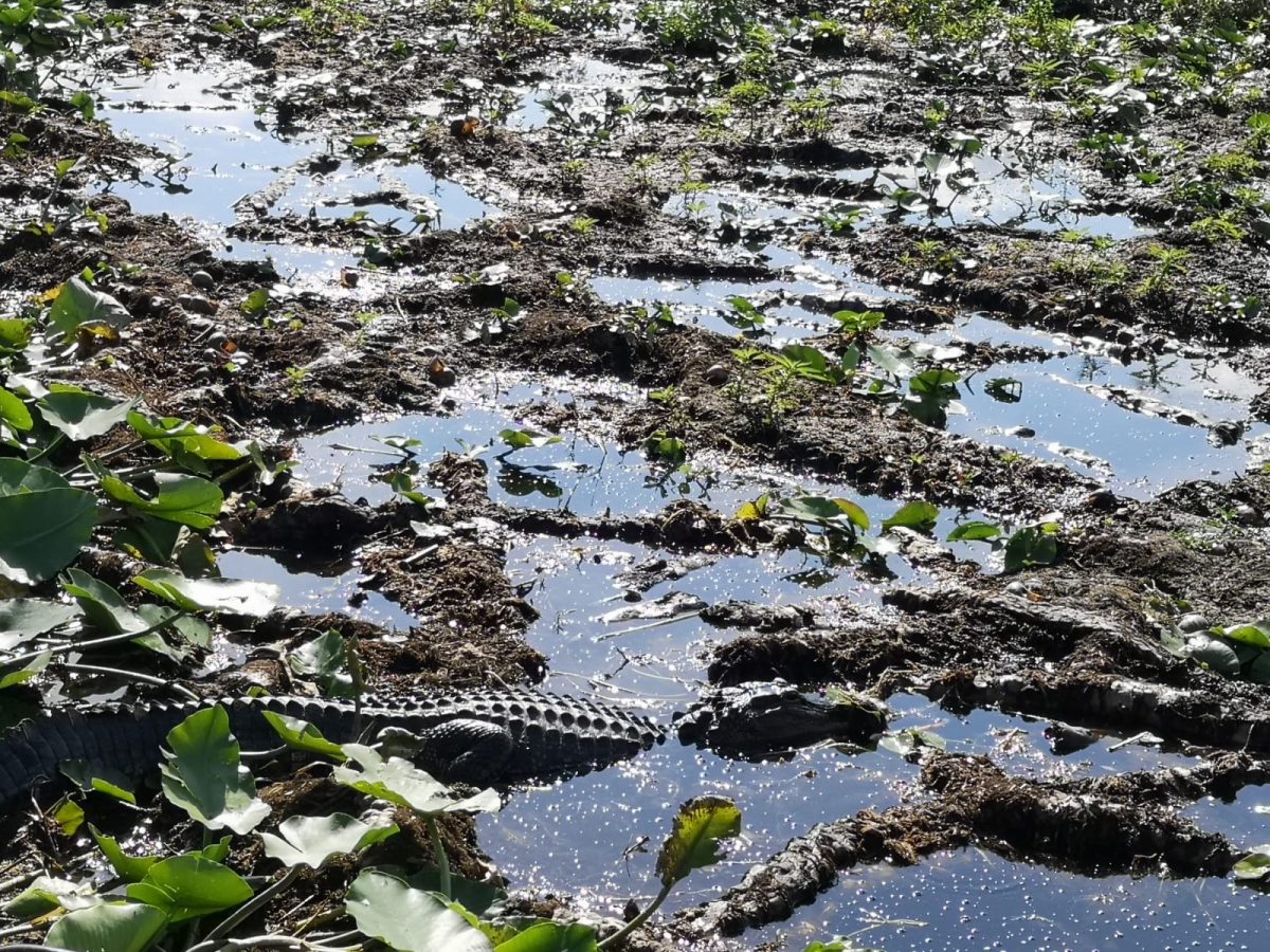 Meist sonnen sie sich oder dümpeln im Wasser vor sich hin 5 Ausflugsziele für Familien in Florida (Region Orlando)