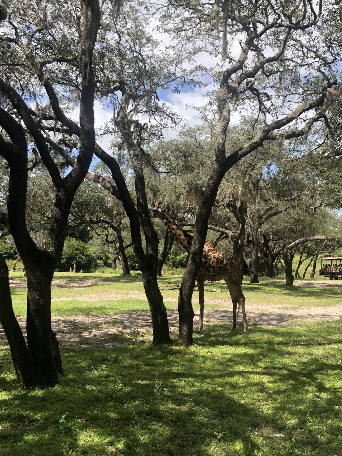 Auf der Safari im Animal Kingdom sehen wir z. B. Giraffen 5 Ausflugsziele für Familien in Florida (Region Orlando)