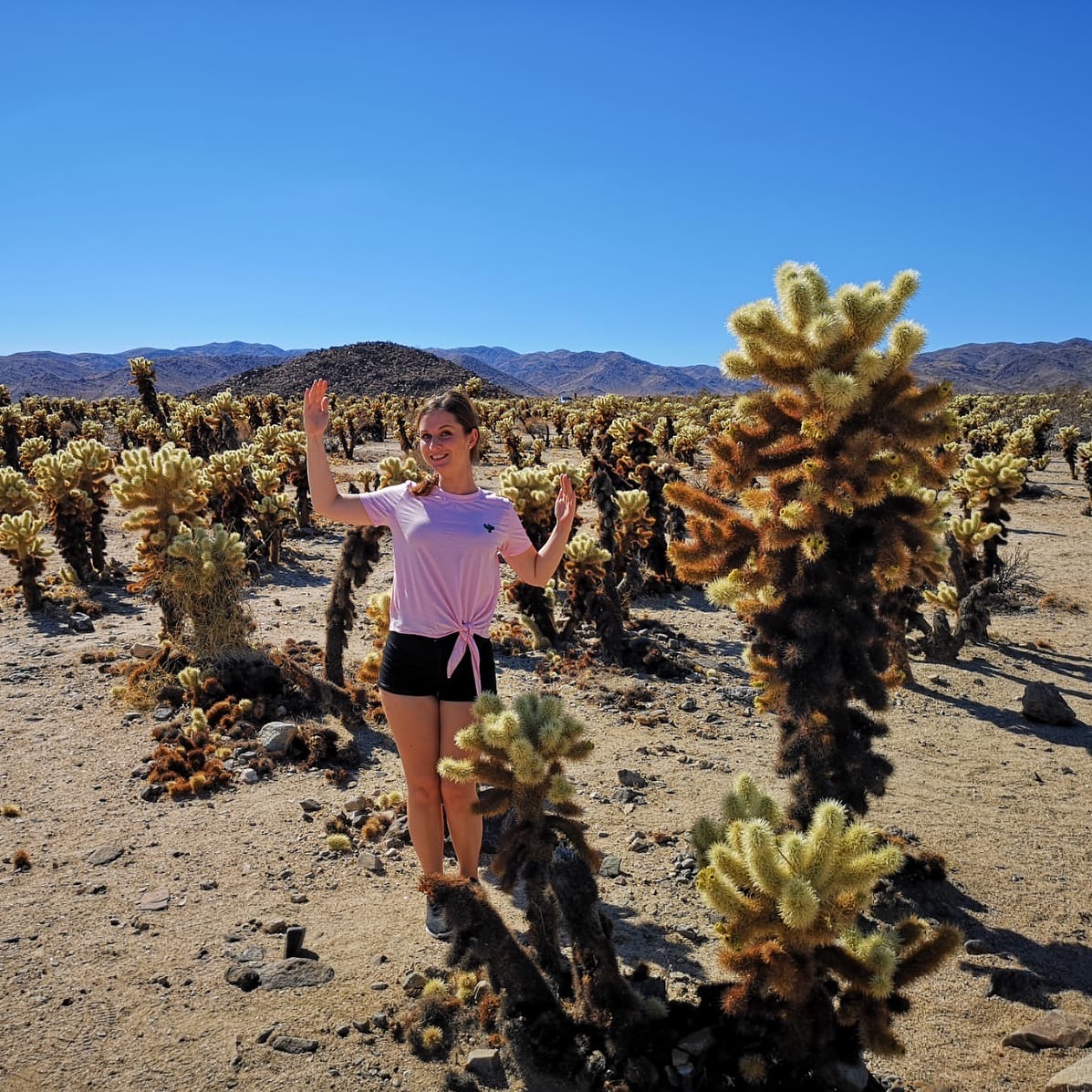 USA Roadtrip Westküste: Kakteen im Joshua Tree Nationalpark