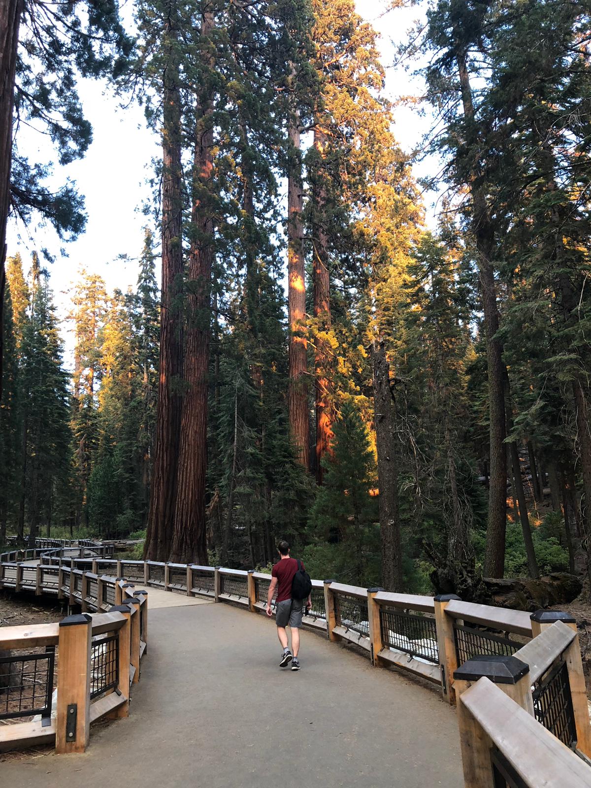 USA Westen Roadtrip: Mariposa Grove