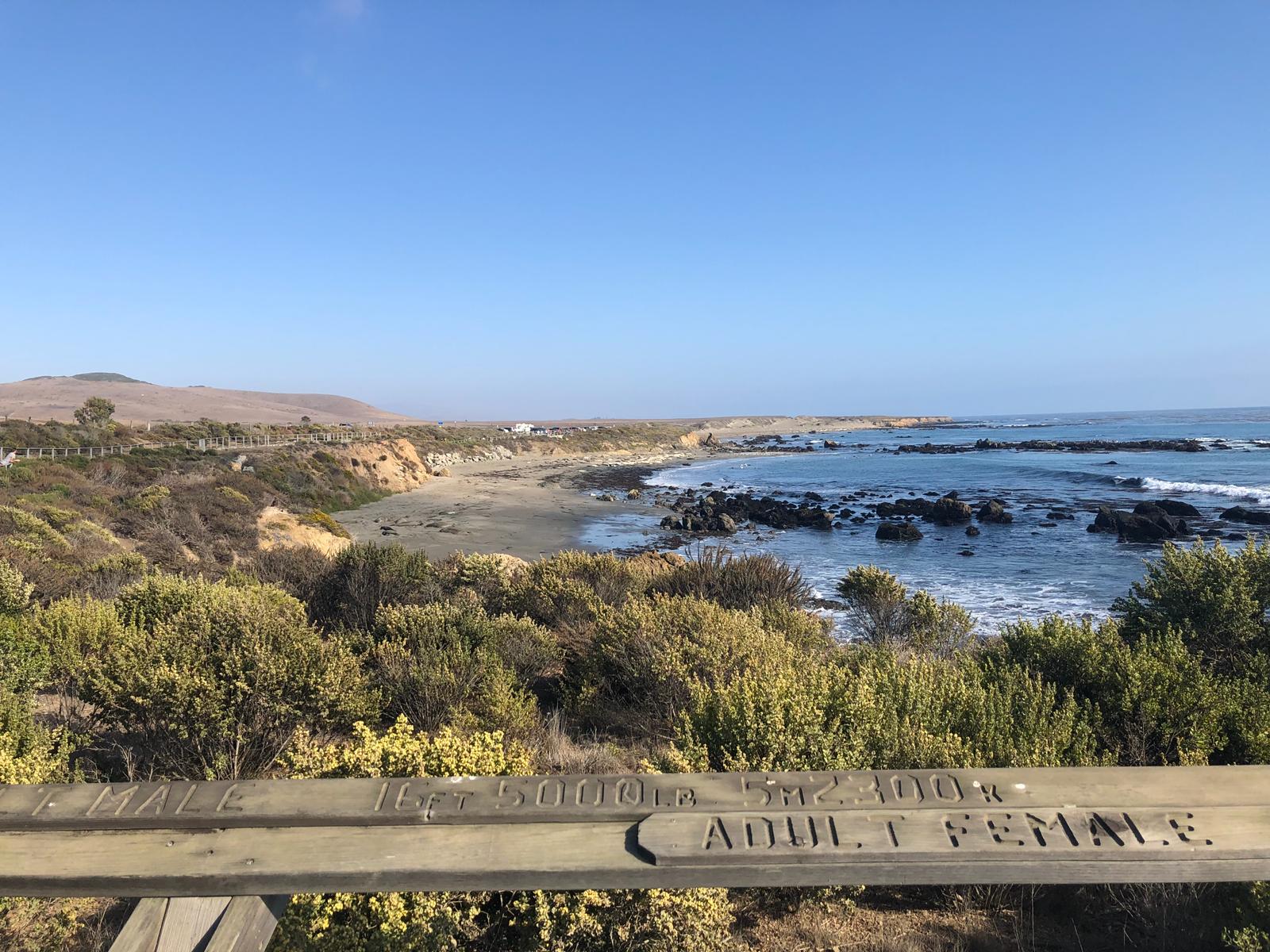 Roadtrip im Westen der USA: Elephant Seal Beach am Pacific Coast Highway