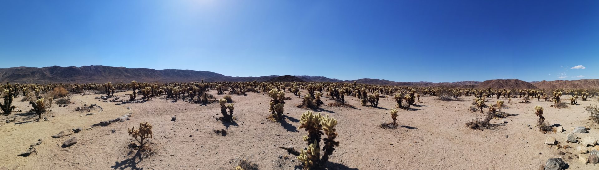 Kakteen im Joshua Tree Nationalpark (USA Westküste Roadtrip)