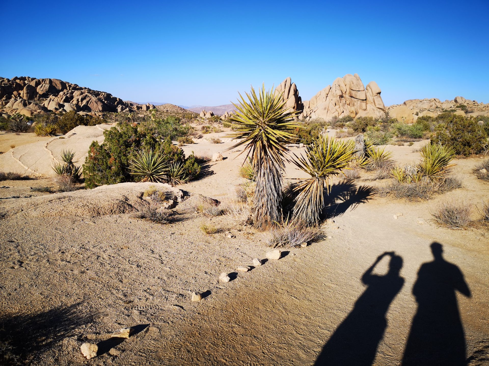 USA Westküste Roadtrip: Joshua Tree National Park