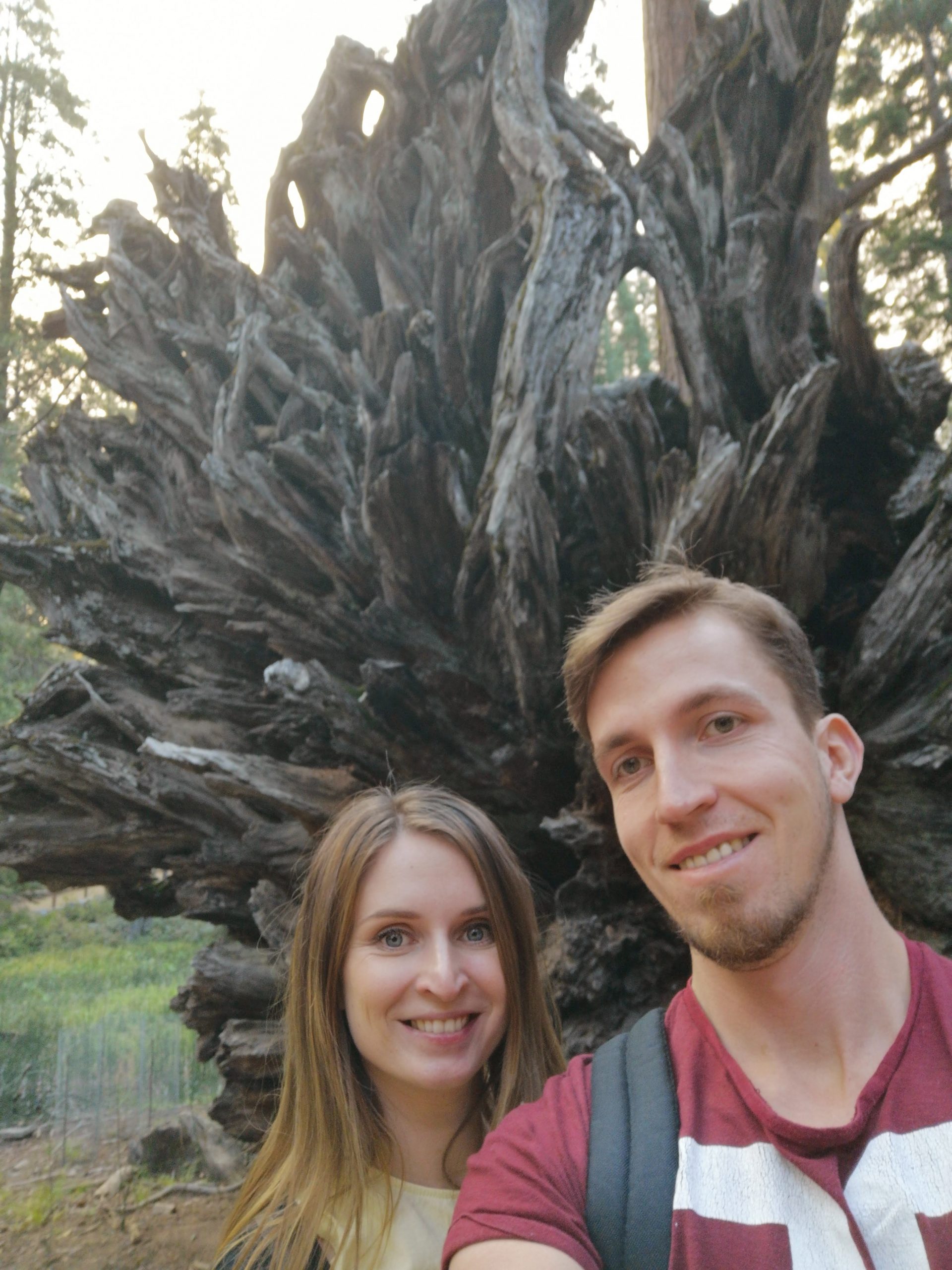 Roadtrip West USA: Fallen Monarch in Mariposa Grove