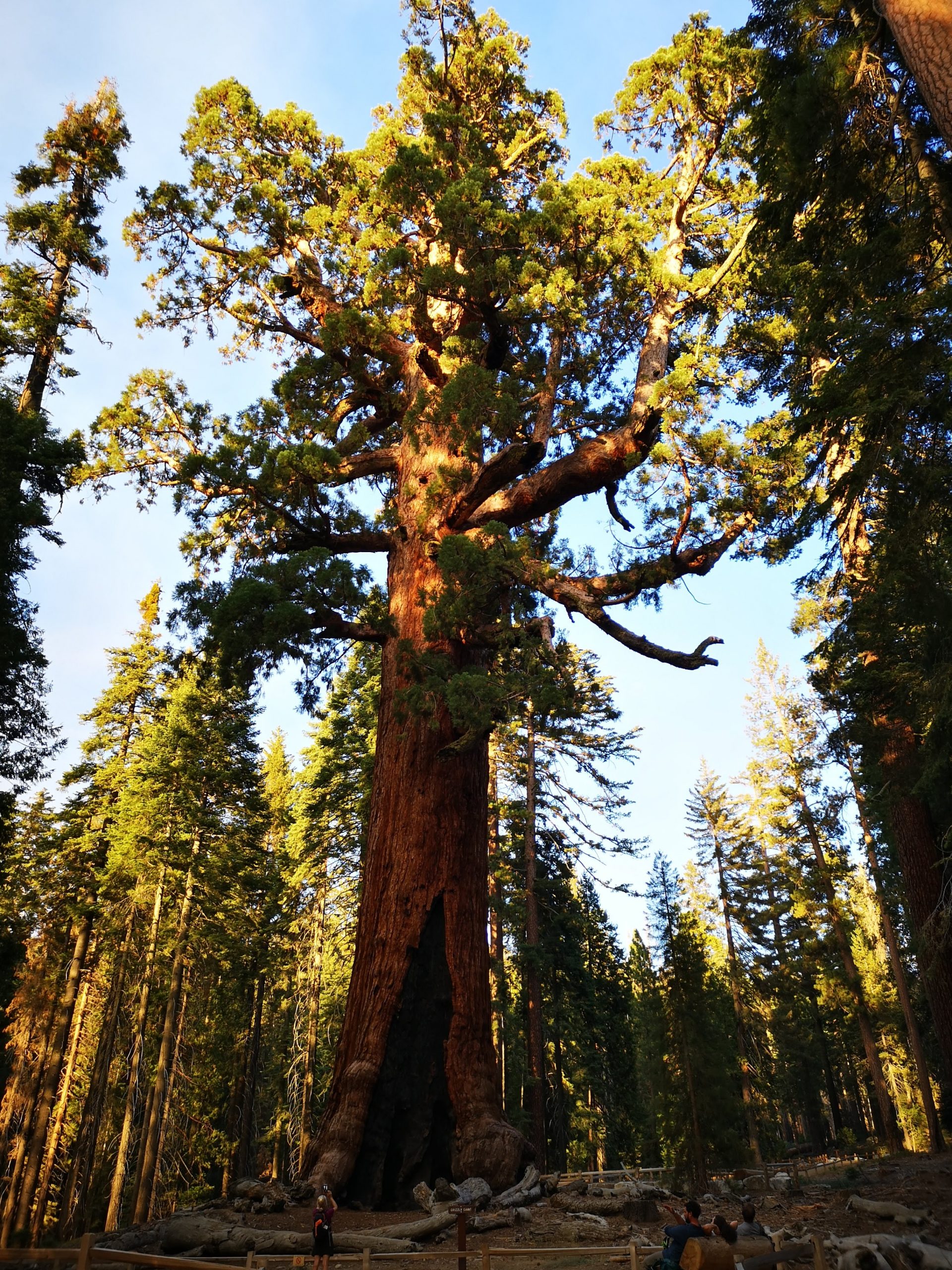 Roadtrip im Westen der USA: Mariposa Grove