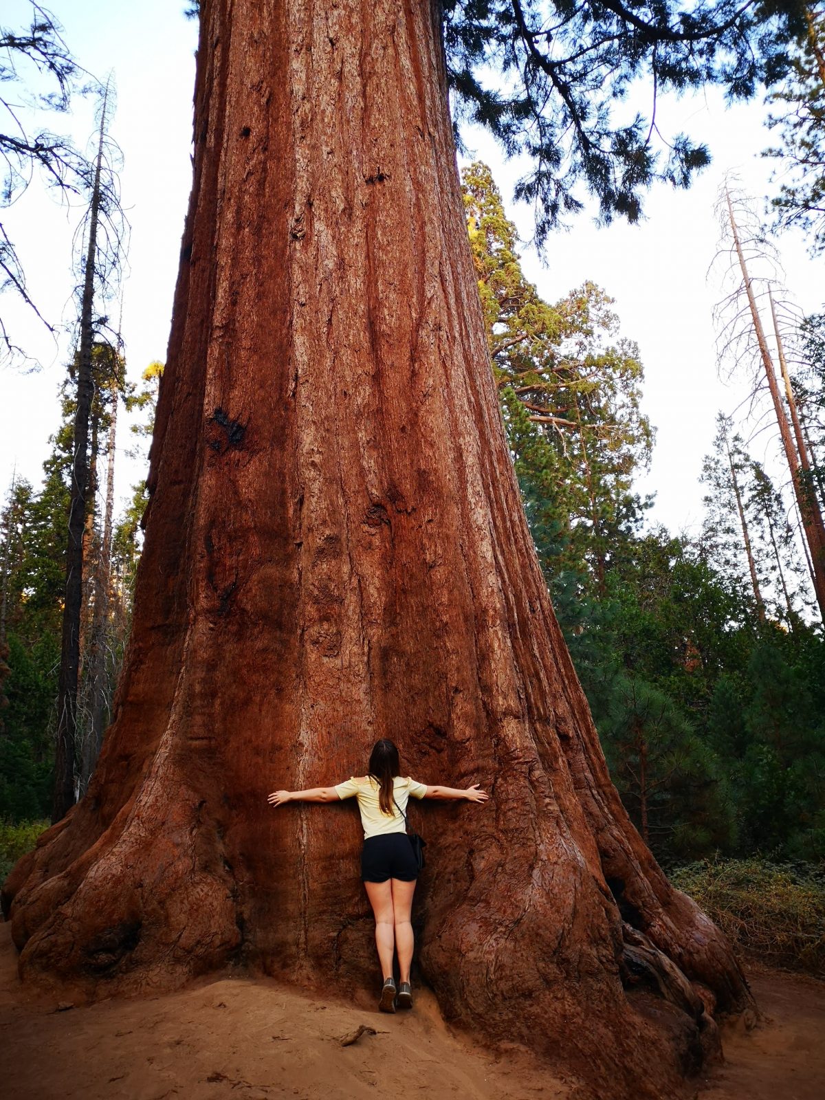 Mariposa Grove: Roadtrip durch den Westen der USA