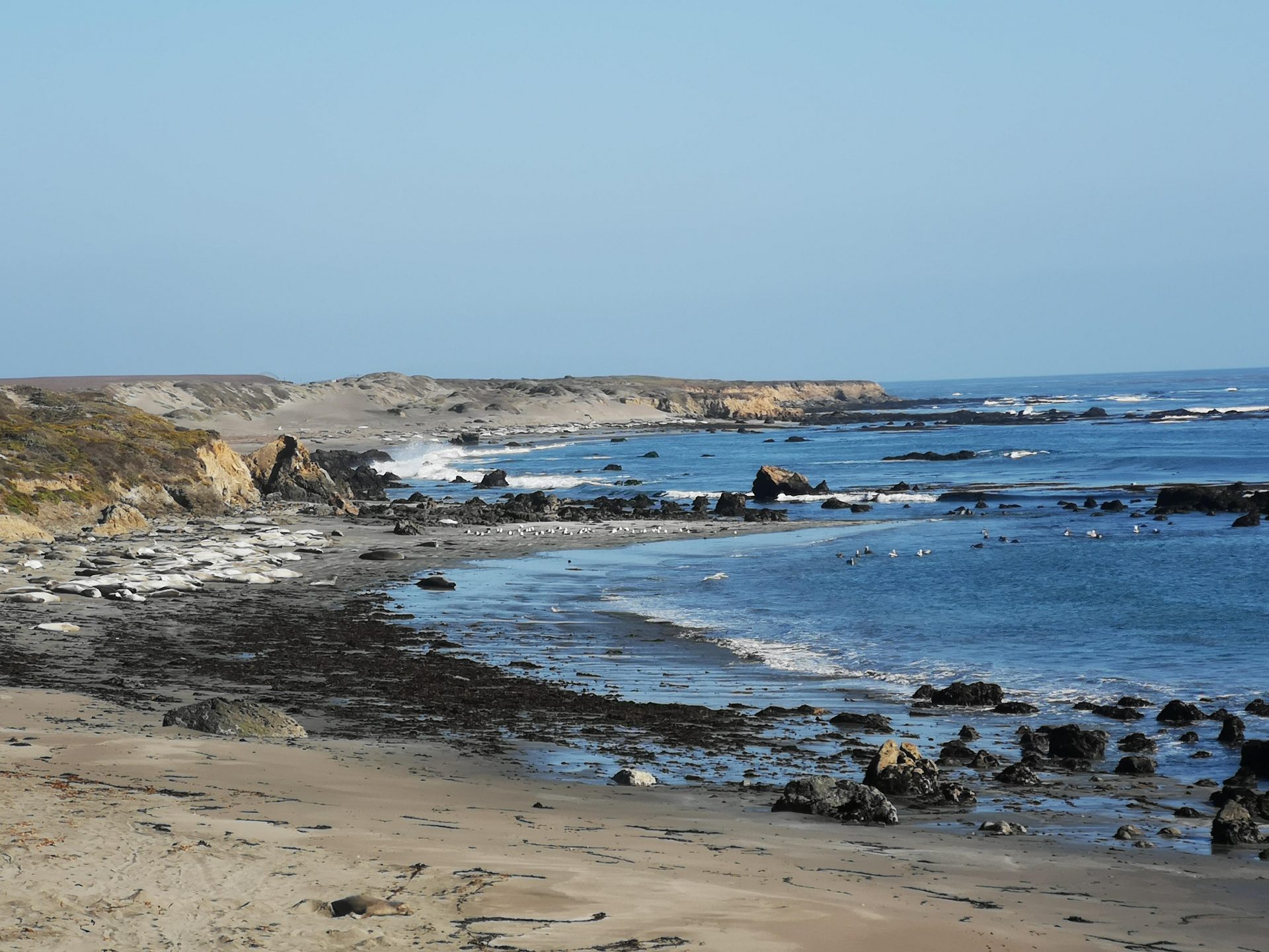 Roadtrip im Westen der USA: Elephant Seals sonnen sich am Strand
