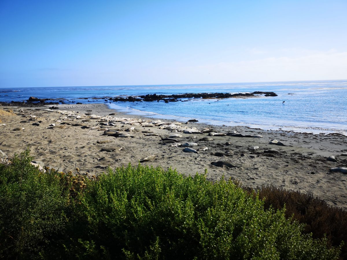 Roadtrip im Westen der USA: Elephant Seal Beach