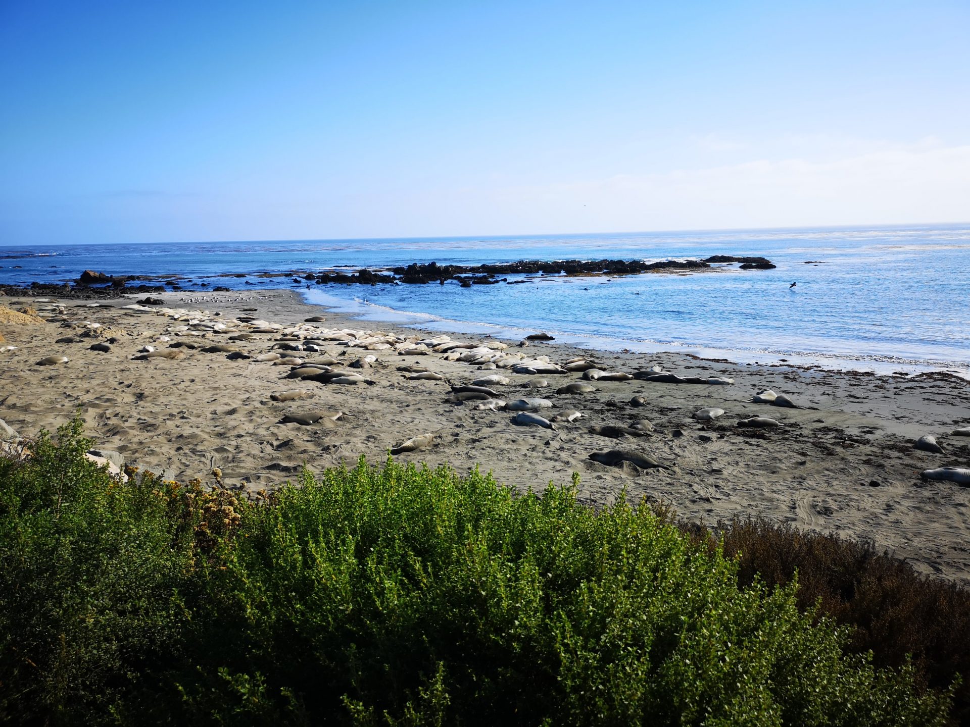 Roadtrip im Westen der USA: Elephant Seal Beach
