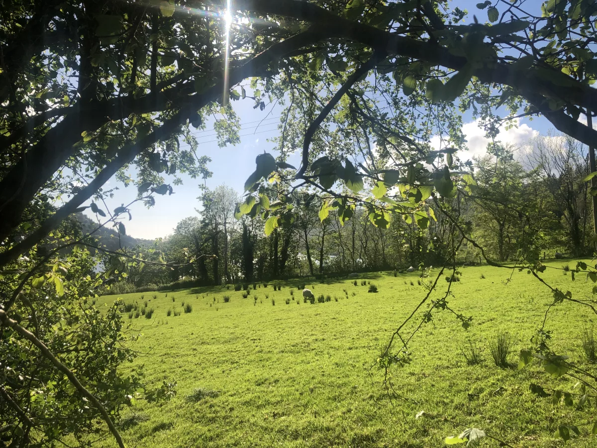 Ein Spaziergang durch die umliegende Natur lohnt sich auch Grün, grüner, Irland-Roadtrip