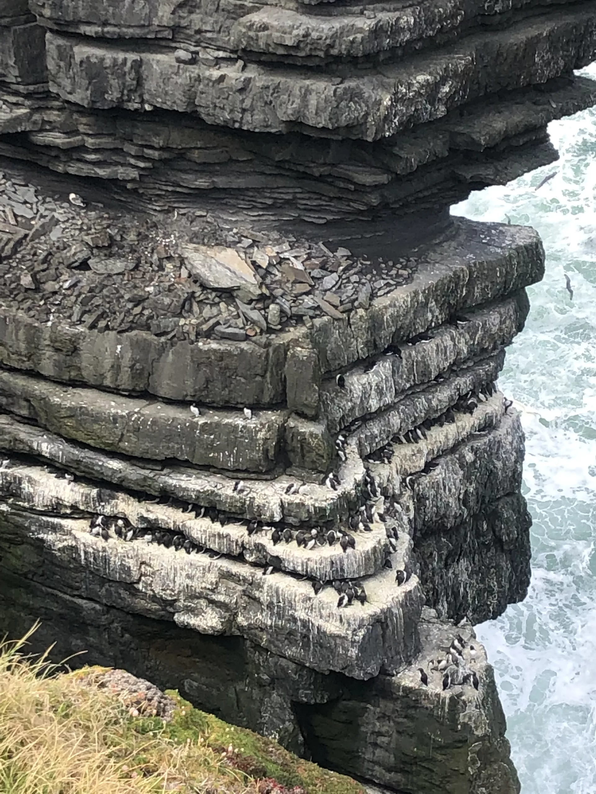 Irland Roadtrip: Papageientaucher am Loop Head