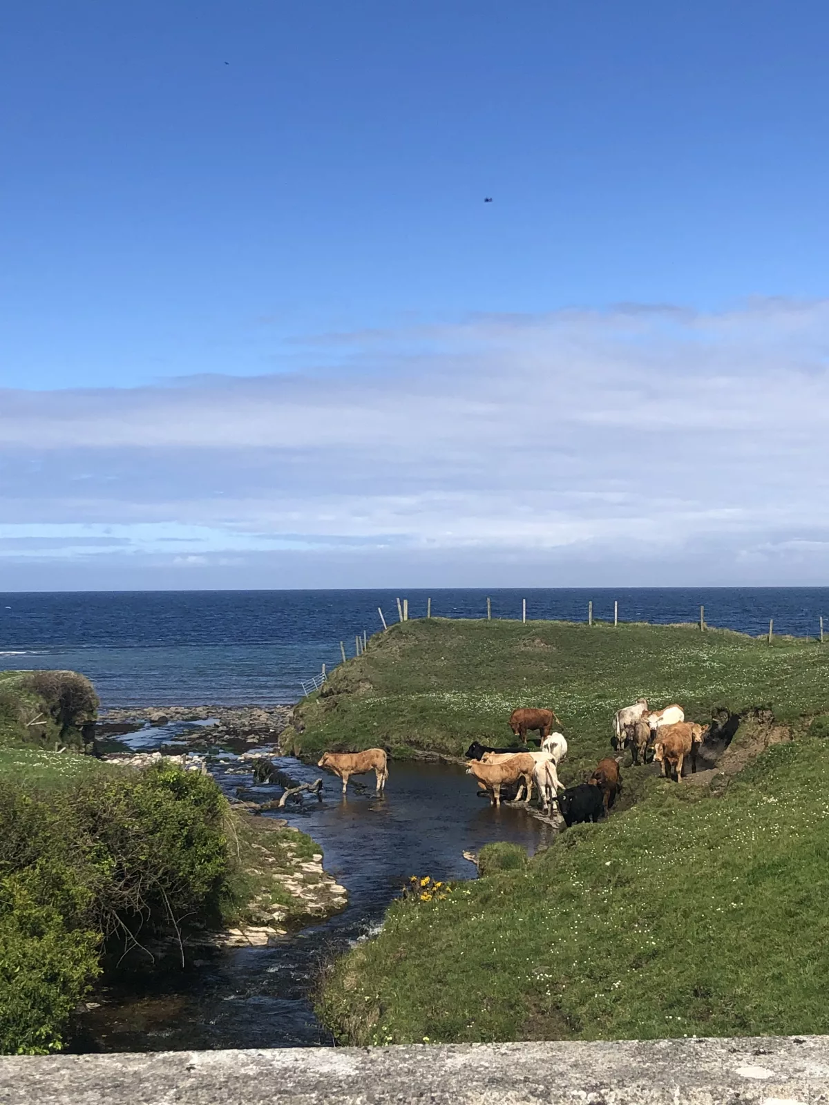 In Templeboy baden sogar die Kühe im Meer Irland Roadtrip: Kühe baden im Meer in Templeboy