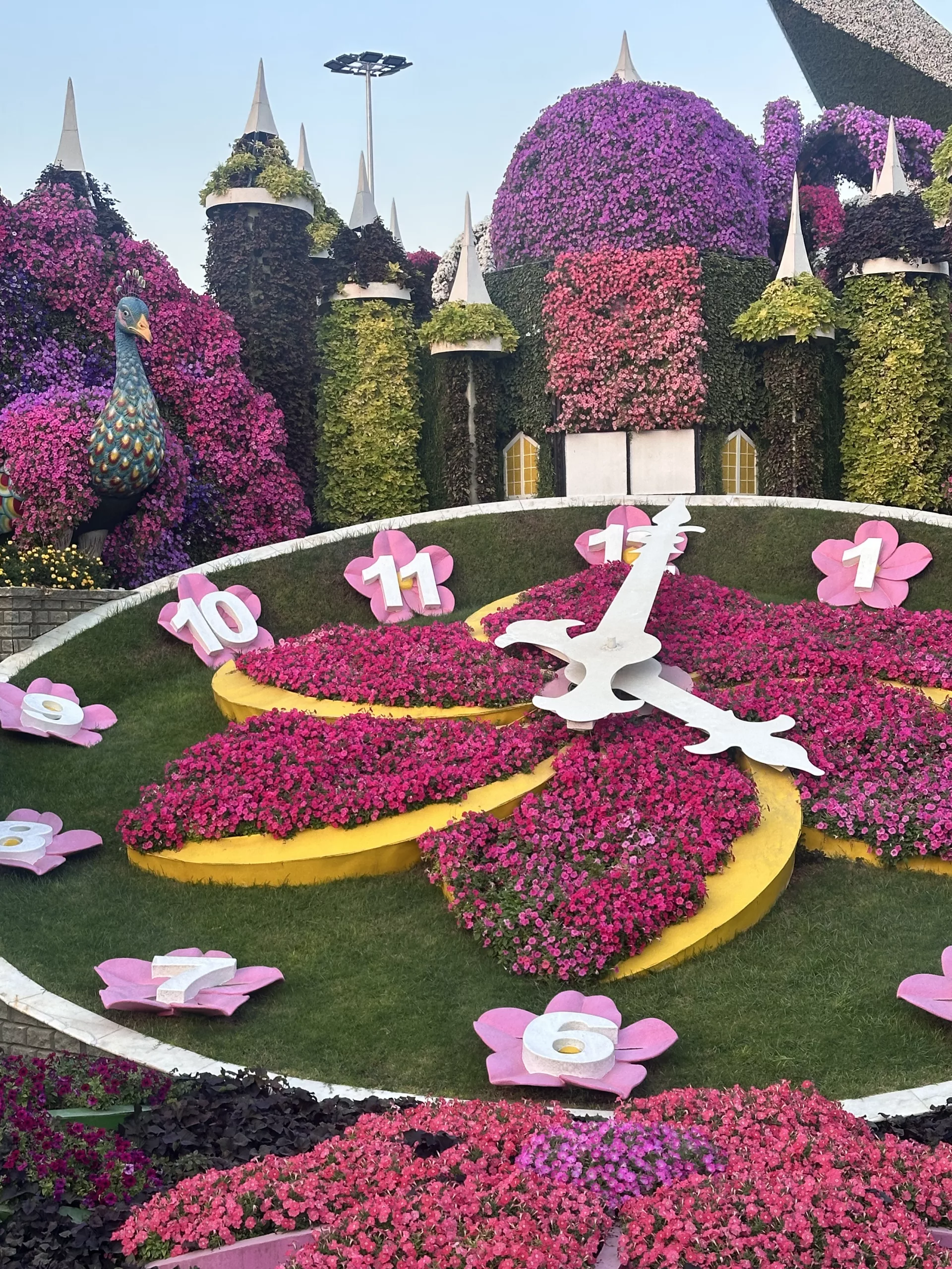 Riesige Blumenuhr im Miracle Garden Dubai