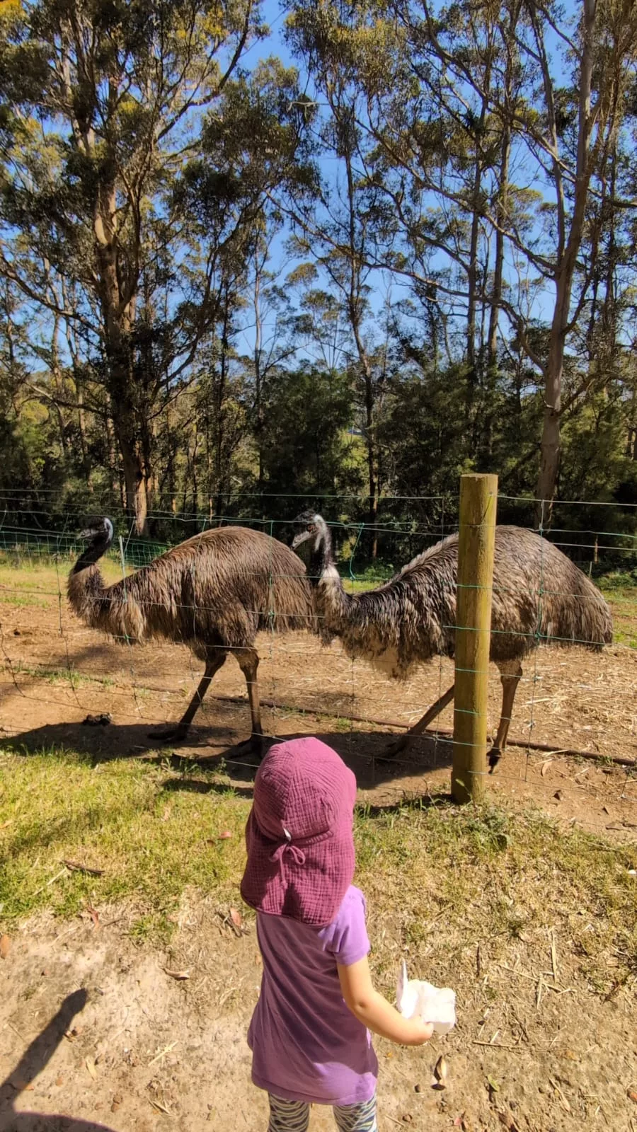 Auch die Emus warten gespannt auf Futter