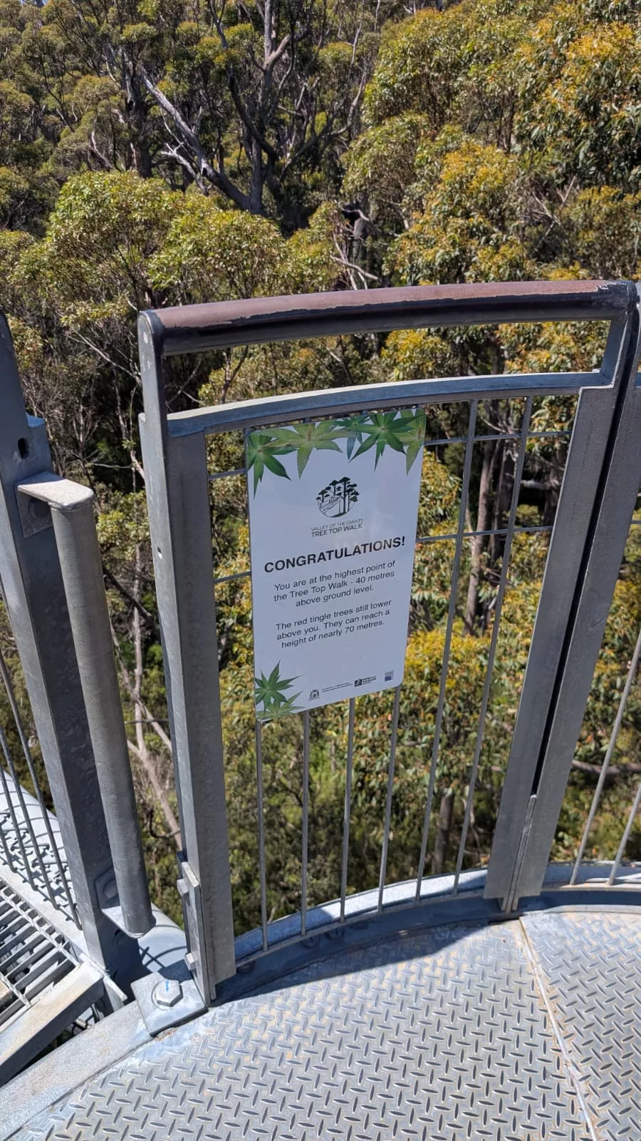 Am höchsten Punkt des Tree Top Walks steht man auf ca. 40 Metern Höhe