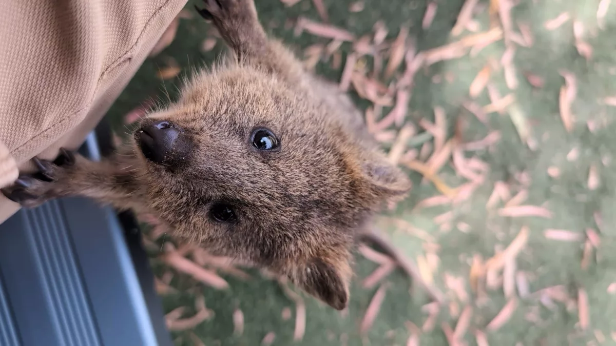 Ein besonders zutrauliches Quokka auf Rottnest Island