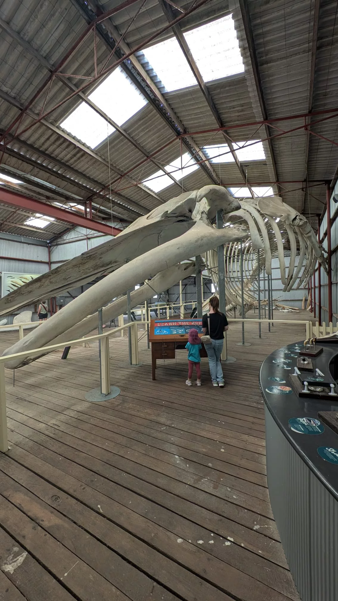 Ausstellung von Meerestier-Skeletten und Seemannsknoten-Training Ausstellung von Meerestier-Skeletten und Seemannsknoten-Training