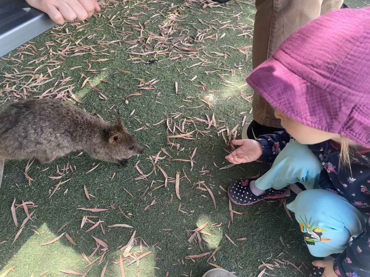 Die Quokkas auf rottnest Island sind absolut an Menschen gewöhnt