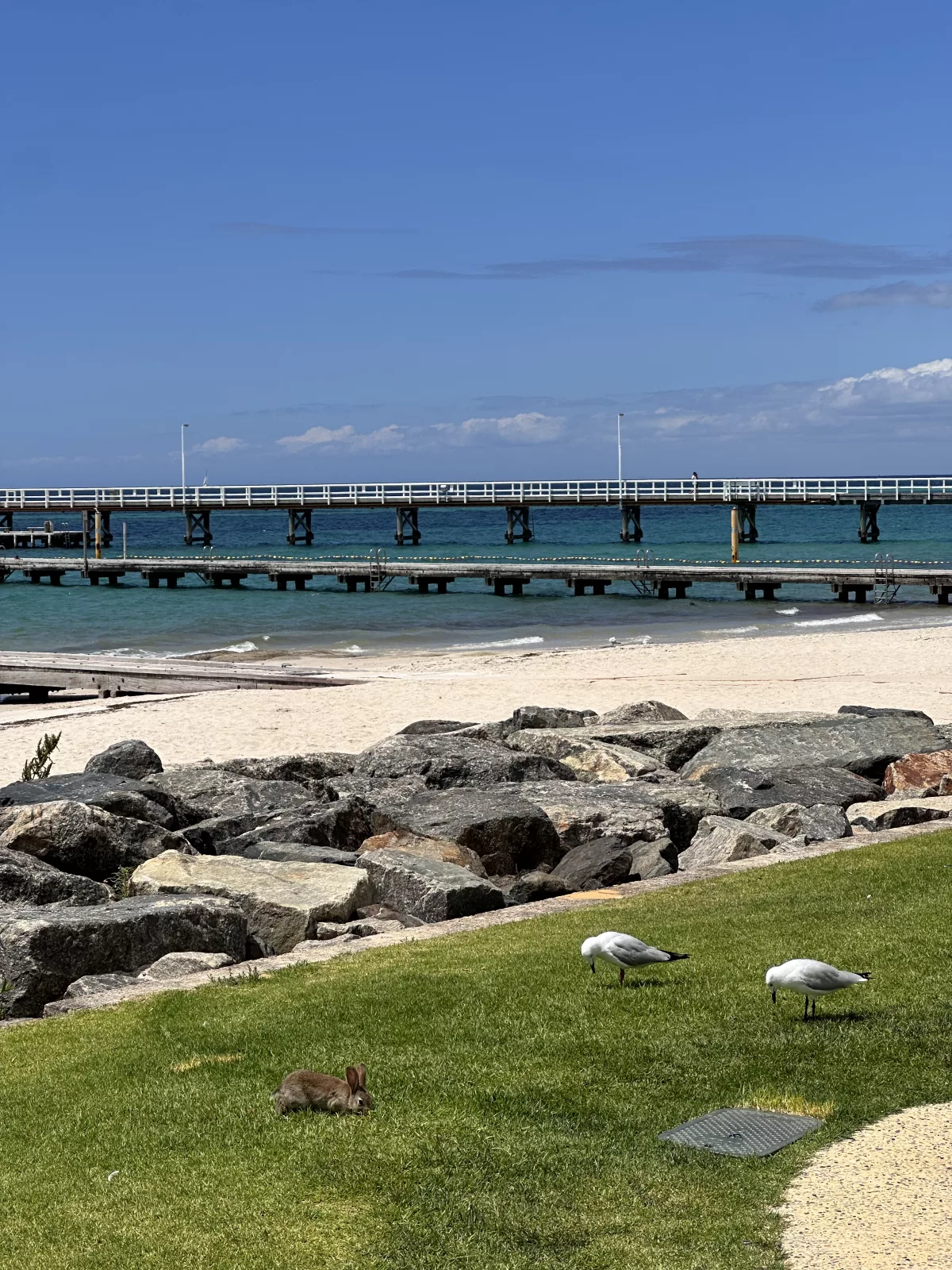 Neben den Möwen tummeln sich am Strand von Busselton auch Kaninchen (wie so oft in Australien)