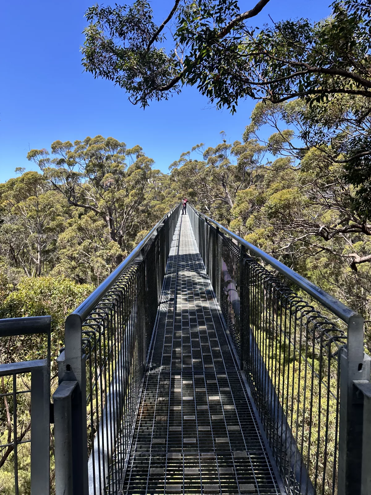 Unterwegs auf dem Tree Top Walk im Valley of the Giants