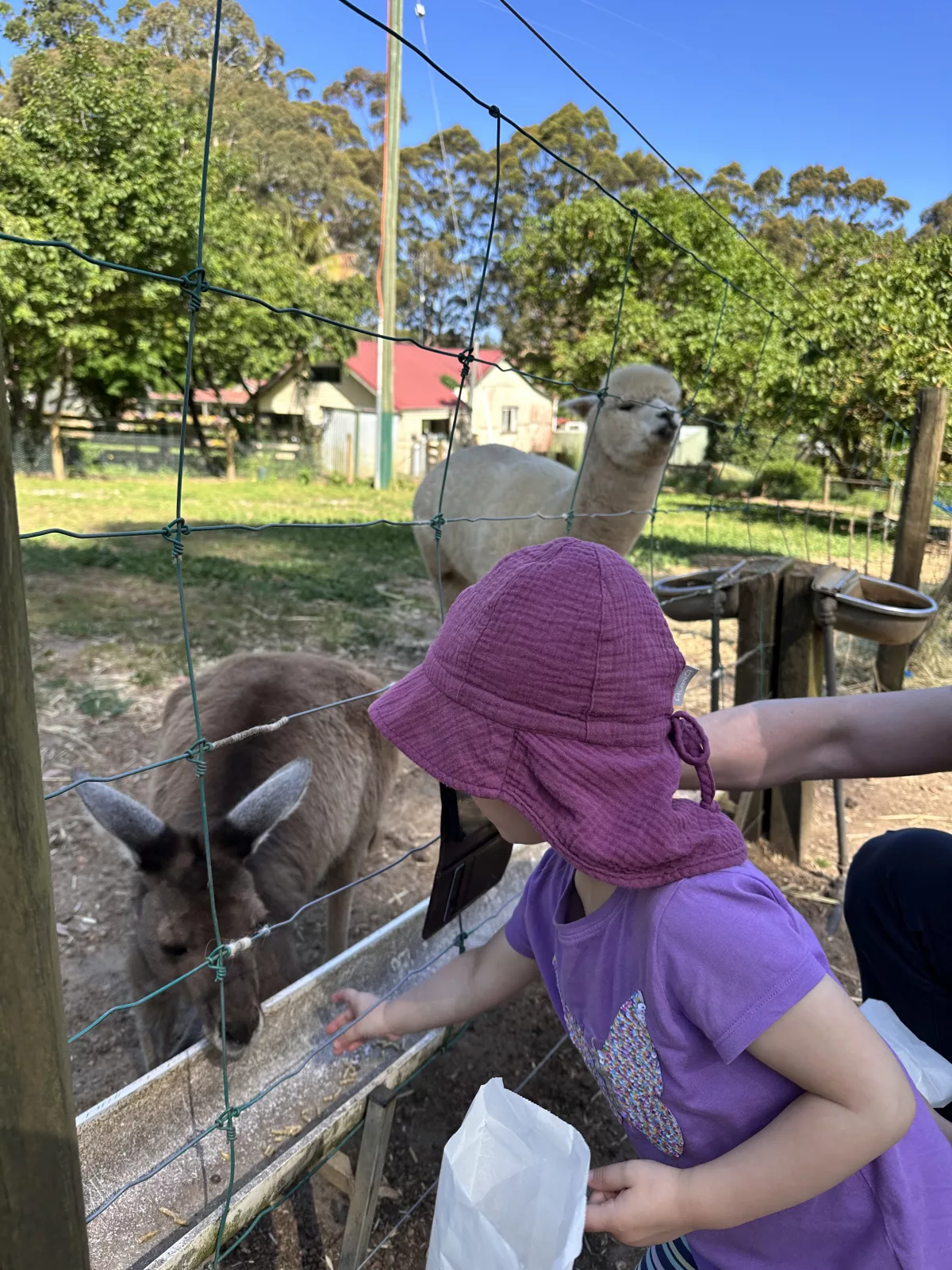 Ein paar Snacks gibt es trotzdem - auch für's Känguru