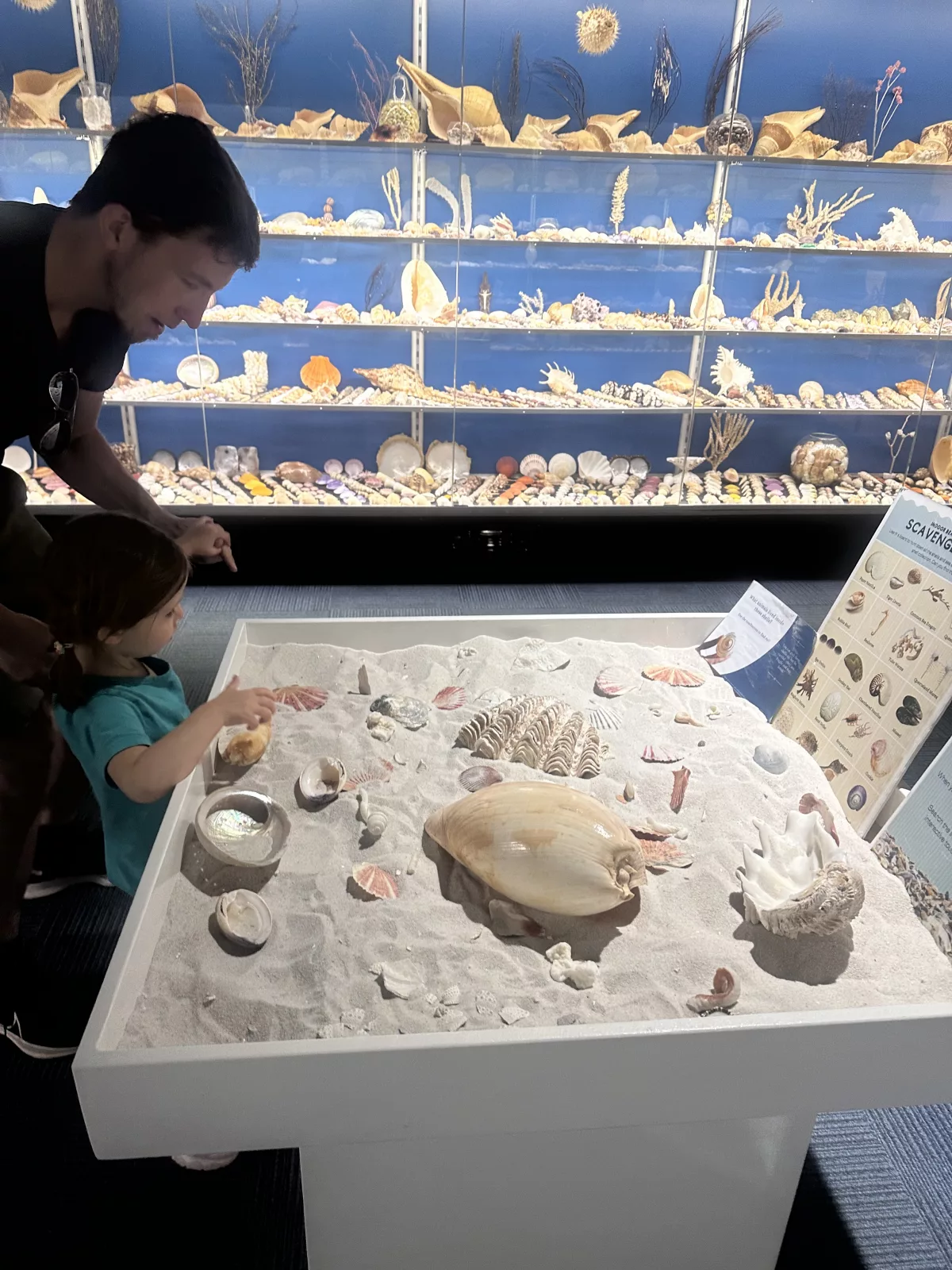 Die Muschelsuche hat Ava gleich am Anfang überzeugt Muschelsuche für Kinder am Eingang der Albany Whaling Station