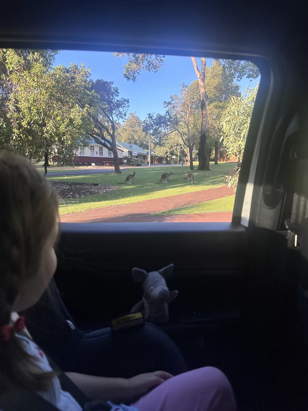 Safari-Feeling dank Kängurus im Whiteman Park gegen Abend