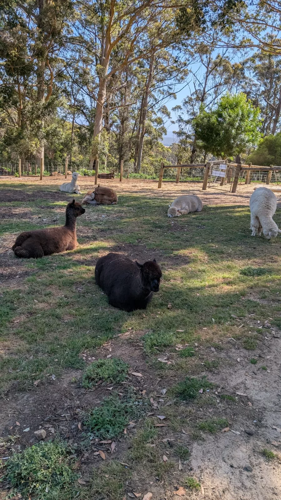 Die Alpakas bleiben einfach entspannt liegen