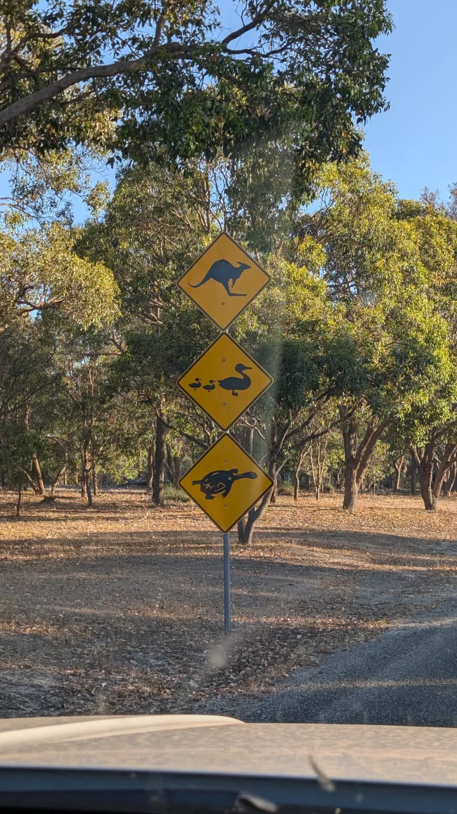 Warnschild Kängurus, Enten und Schildkröten: In Australien ist man der Natur überall nah