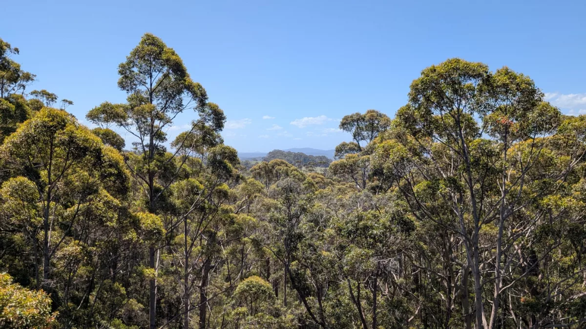 Traumhafte Aussicht von oben über die Wälder
