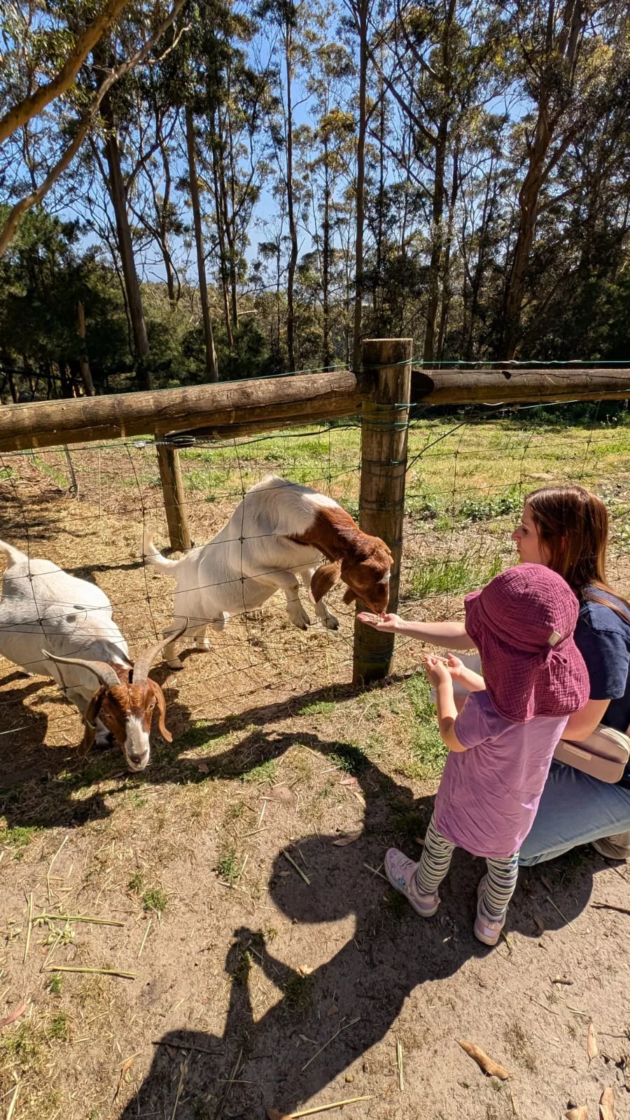 Beim Füttern sind die Ziegen natürlich wie immer die ersten