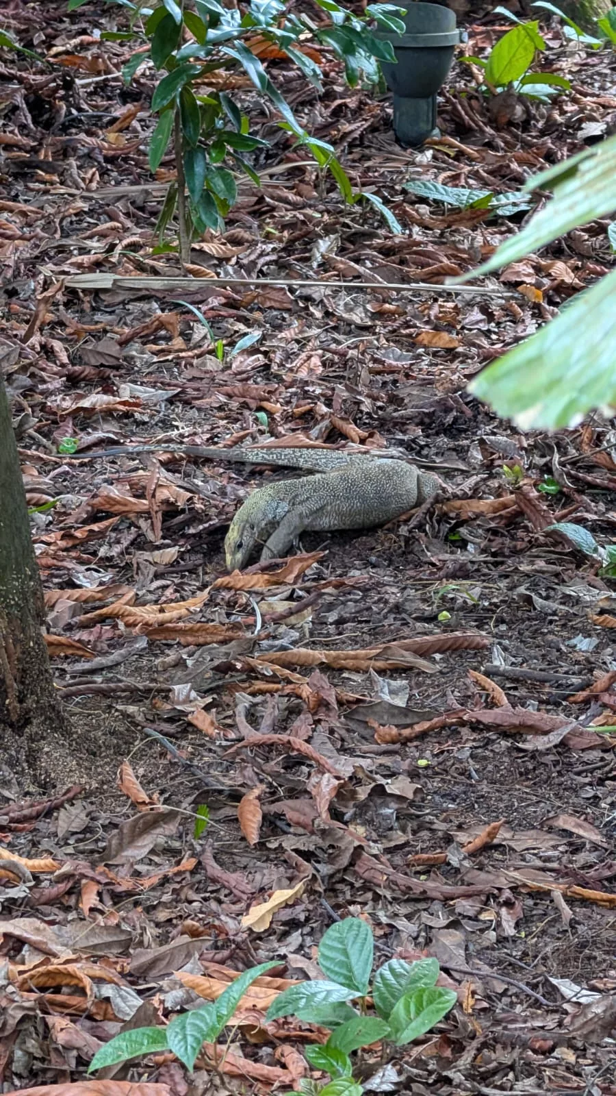 Überall tummeln sich Warane und andere Tiere Überall tummeln sich Warane und andere Tiere